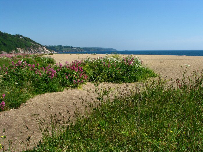 Valerian - Slapton Sands