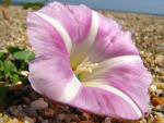 Bindweed on beach