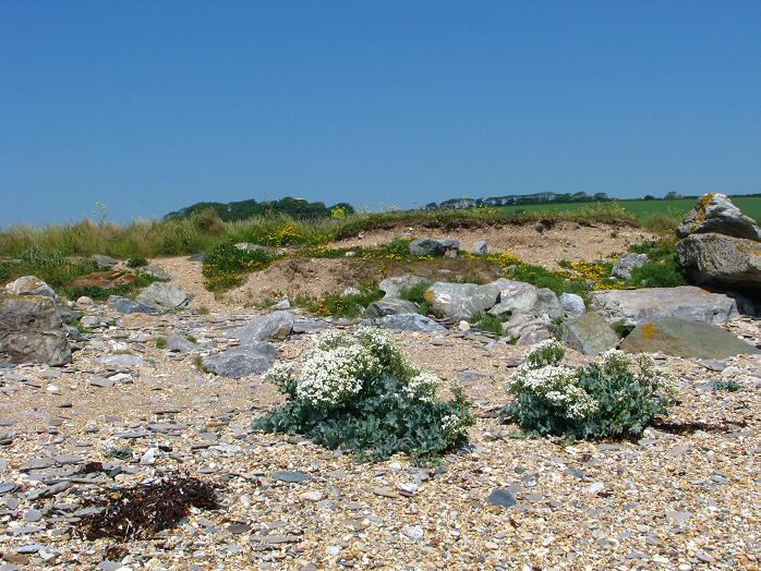 Sea Kale, Slapton San