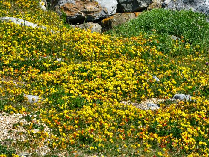 Shingle Beach - Birds Foot Trefoil