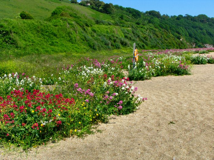 Shingle Beach - Valerian