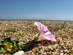 Slapton Landscape