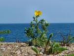 Slapton Landscape